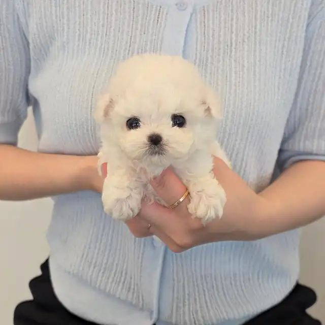 비숑프리제 사진 2