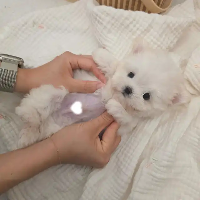 비숑프리제 사진 3
