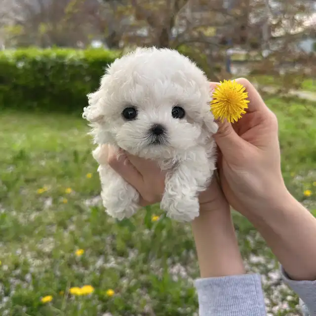 비숑프리제 사진 4