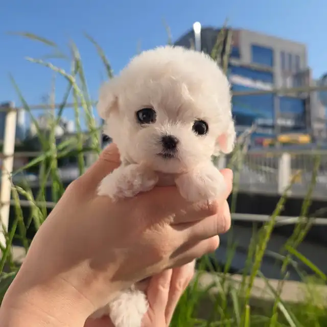 비숑프리제 사진 5