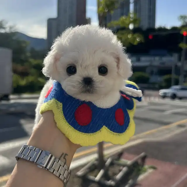 비숑프리제 사진 6