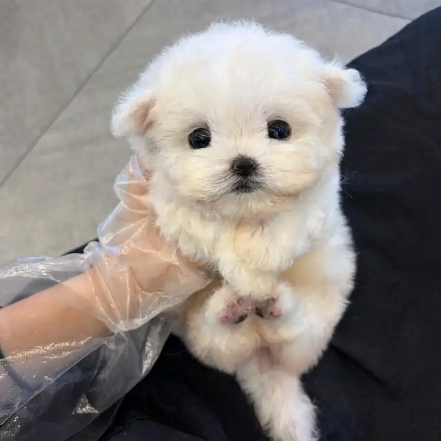 비숑프리제 분양