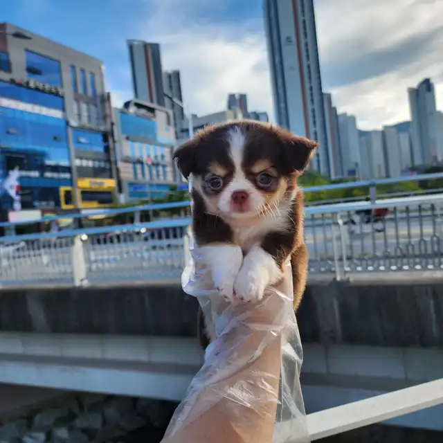 치와와 사진 5