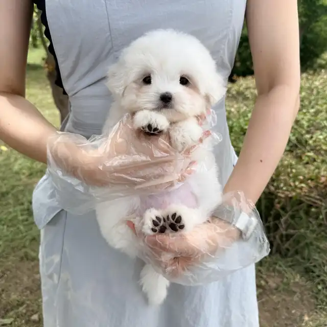 꼬똥드툴레아 분양