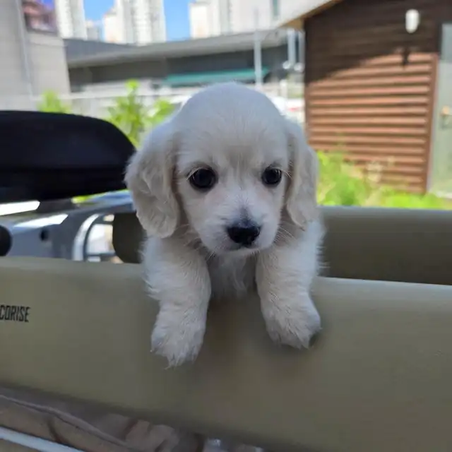 닥스훈트 분양