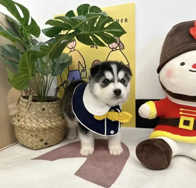 허스키 분양