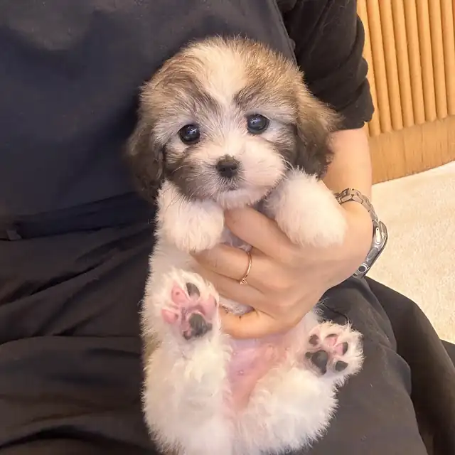 꼬숑 사진 3