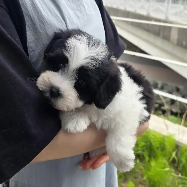 꼬숑 분양