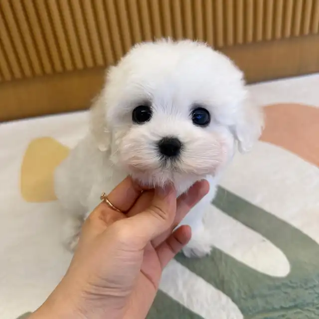 꼬숑 사진 2