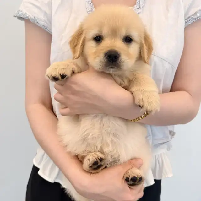 대형견 사진 2