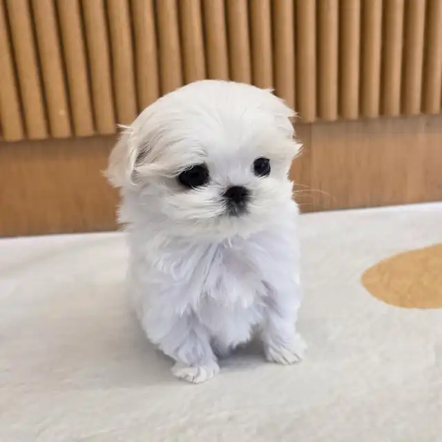 말티즈 사진 6