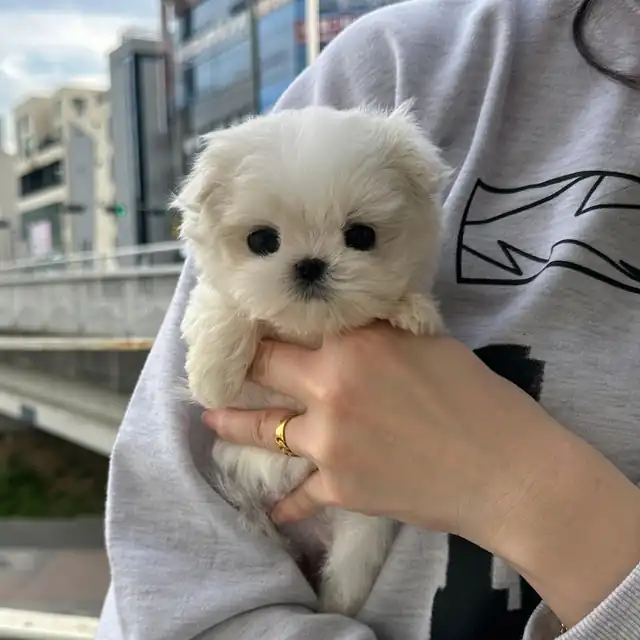 말티즈 분양
