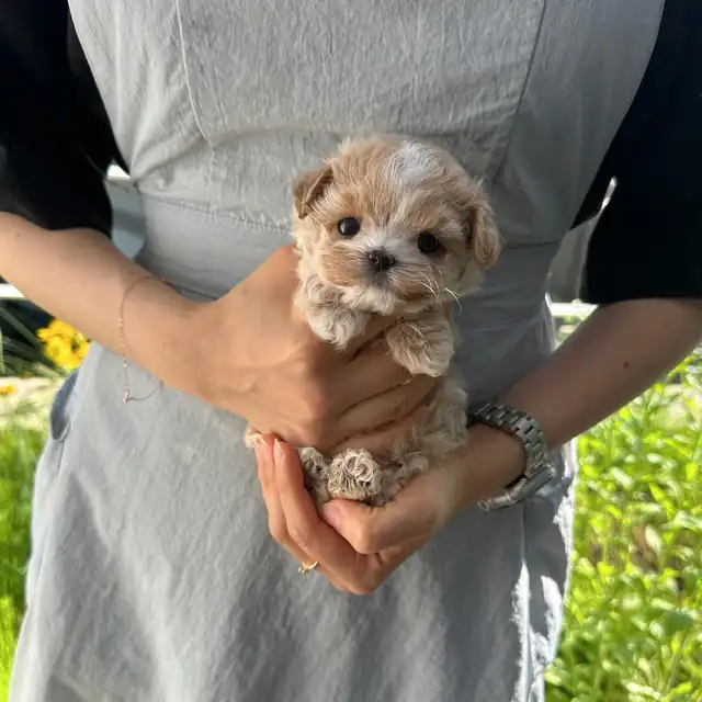 말티푸 사진 4