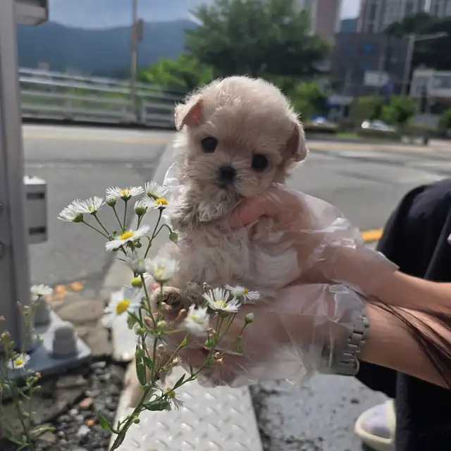 말티푸 사진 5