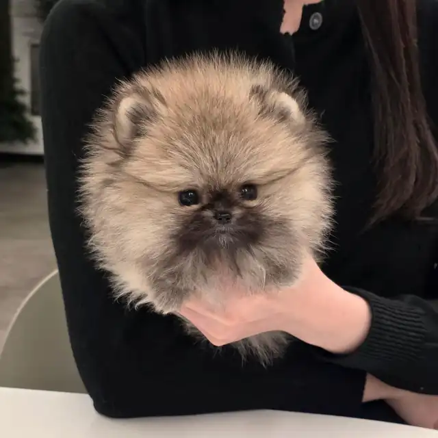 포메라니안 사진 2