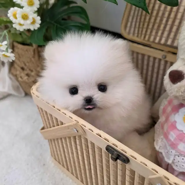 포메라니안 사진 3