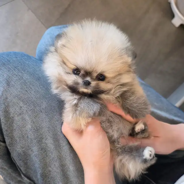 포메라니안 사진 4