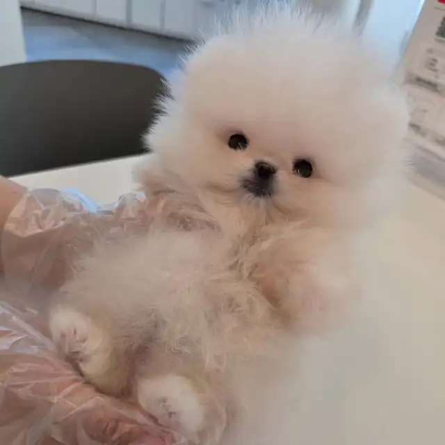 포메라니안 사진 5