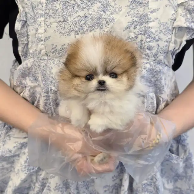 포메라니안 사진 6