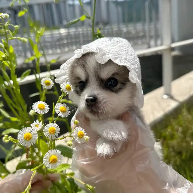 폼스키 사진 2