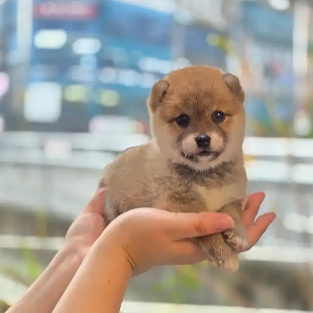 세종 시바견 사진 3