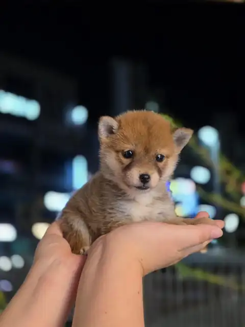 세종 시바견 사진 4