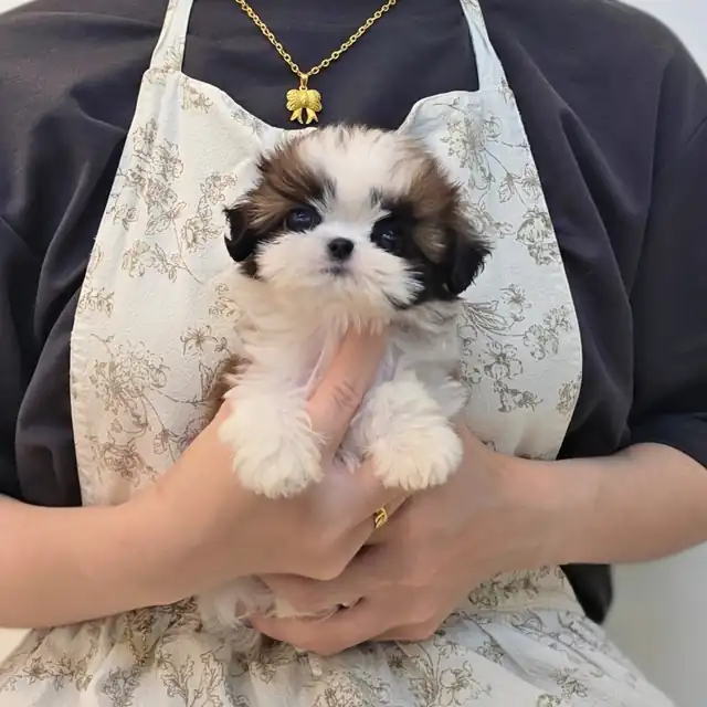 시츄 분양