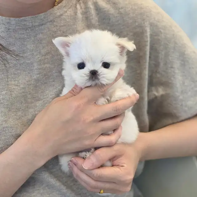 소형견 사진 1