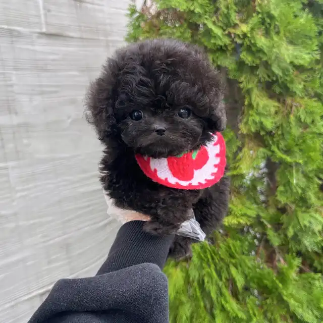 토이푸들 사진 3