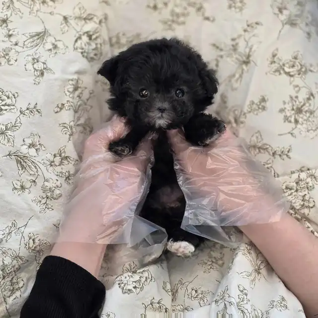 토이푸들 사진 6
