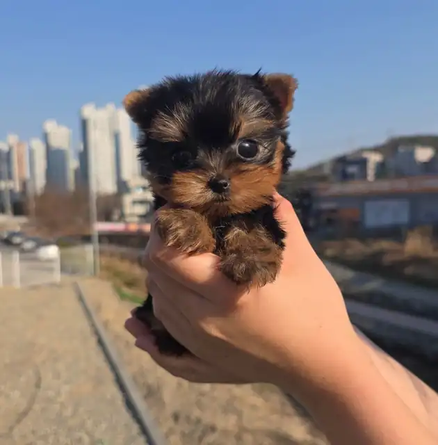 요크셔테리어 사진 3