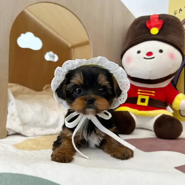 요크셔테리어 사진 5