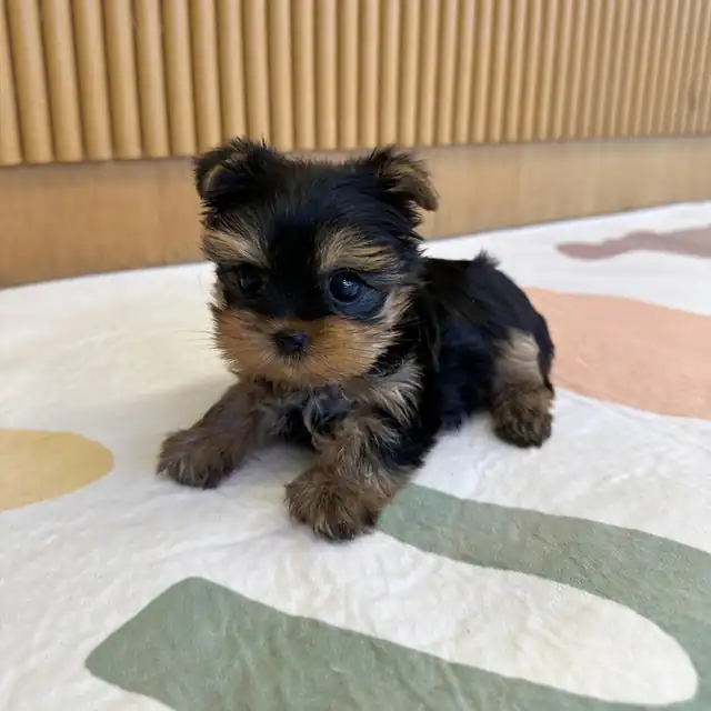요크셔테리어 분양